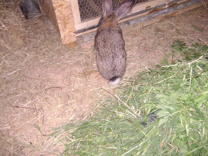 DSC08975 - Iepuri - 8 Mai 2011