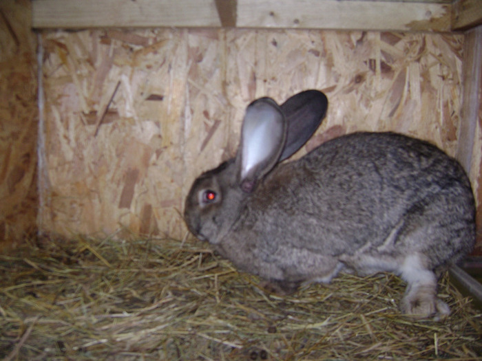 DSC08983 - Iepuri - 8 Mai 2011