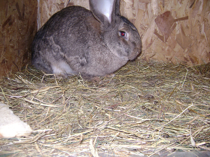 DSC08985 - Iepuri - 8 Mai 2011