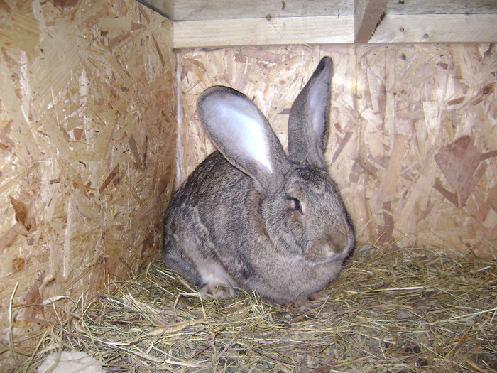 DSC08986 - Iepuri - 8 Mai 2011