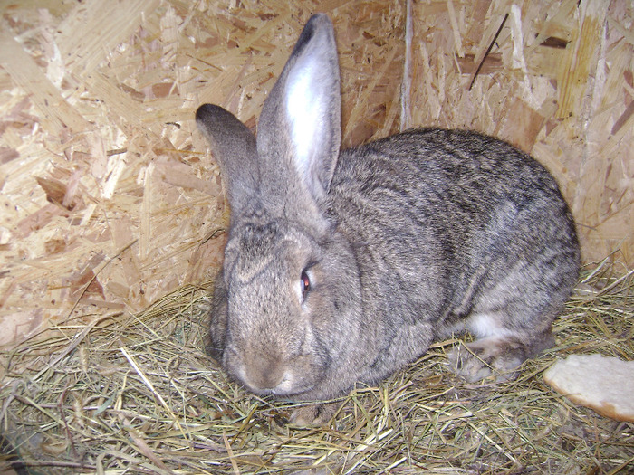 DSC08988 - Iepuri - 8 Mai 2011