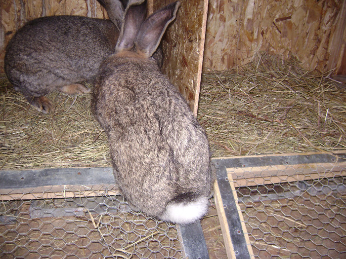 DSC08992 - Iepuri - 8 Mai 2011