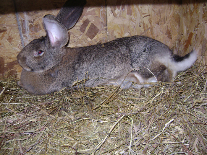 DSC08997 - Iepuri - 8 Mai 2011