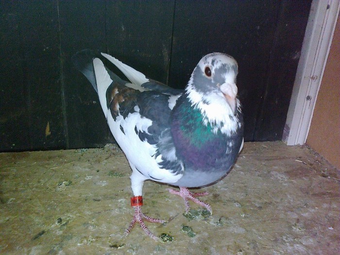 femelă 50% stichelbout 50% aarden