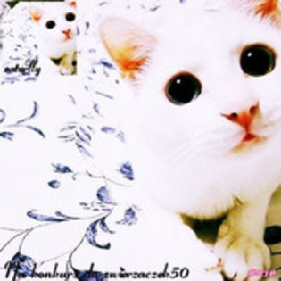 a kitty 4 you - Album pentru prietena mea Sabina