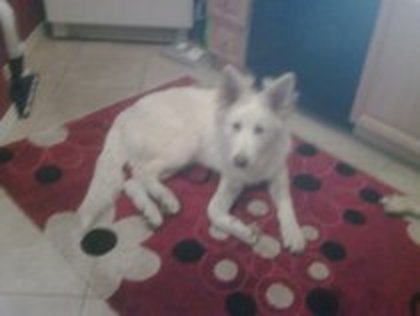 mate - Album pentru prietena mea Sabina