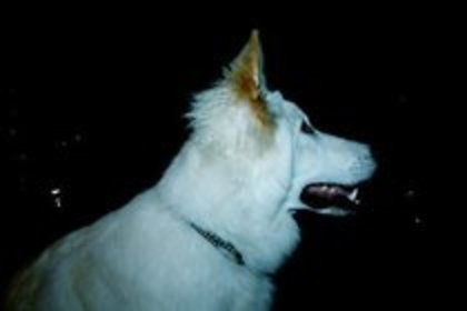 mate-miley's dog - Album pentru prietena mea Sabina