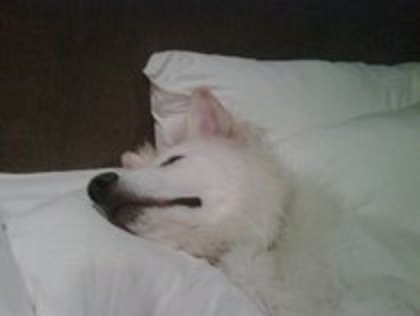  - Album pentru prietena mea Sabina