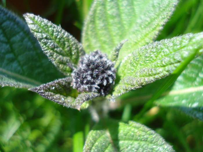 Garden Heliotrope (2011, May 06) - HELIOTROPE Heliotropium