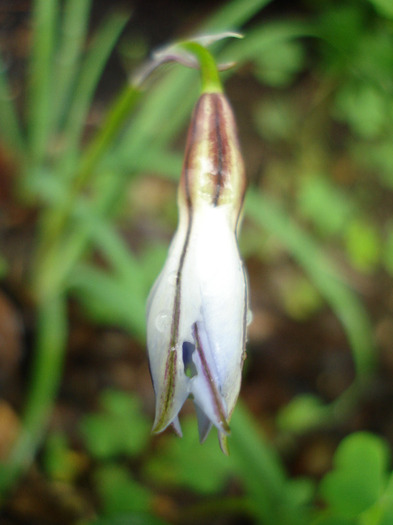 Ipheion Wisley Blue (2011, May 08)