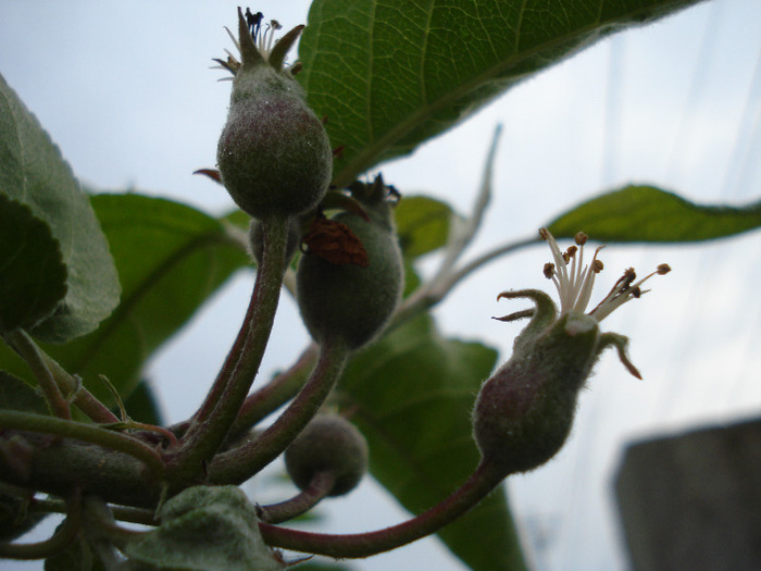 Apples_Mere Summer Red (2011, May 08)