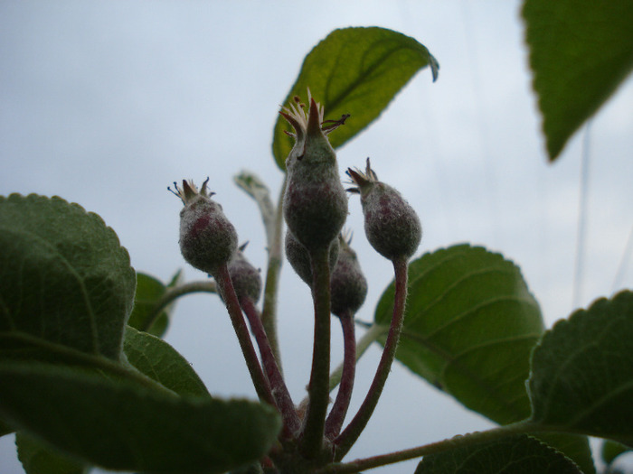 Apples_Mere Summer Red (2011, May 08)