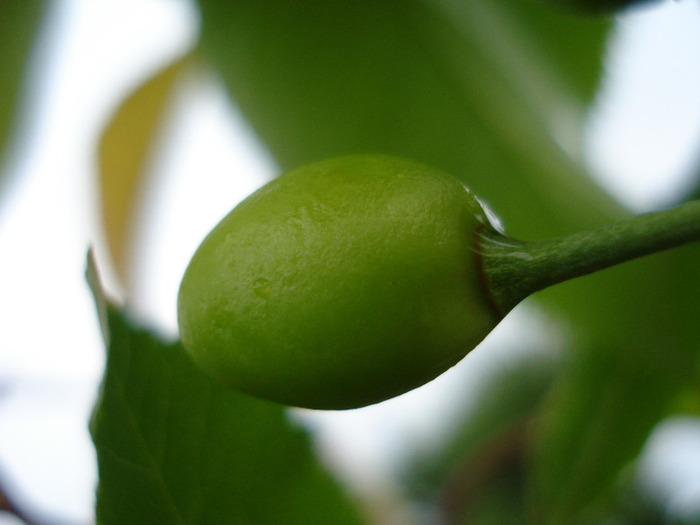 Cherry. Cireasa Rubin (2011, May 08) - Cherry Tree_Cires Rubin