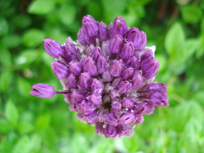 Allium Purple Sensation (2011, May 08)