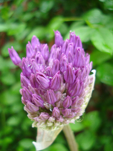 Allium Purple Sensation (2011, May 08)