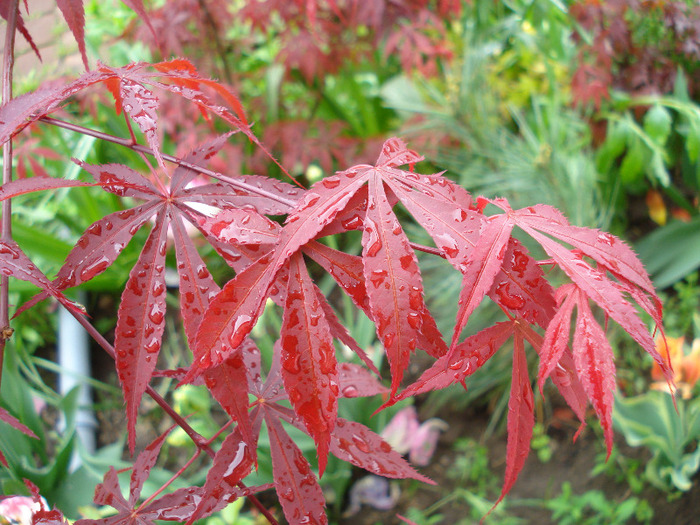 Acer palmatum Bloodgood (2011, May 08)