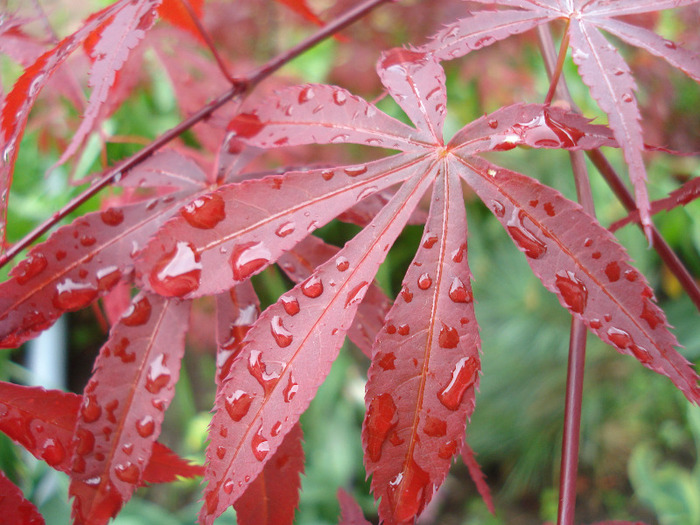 Acer palmatum Bloodgood (2011, May 08)