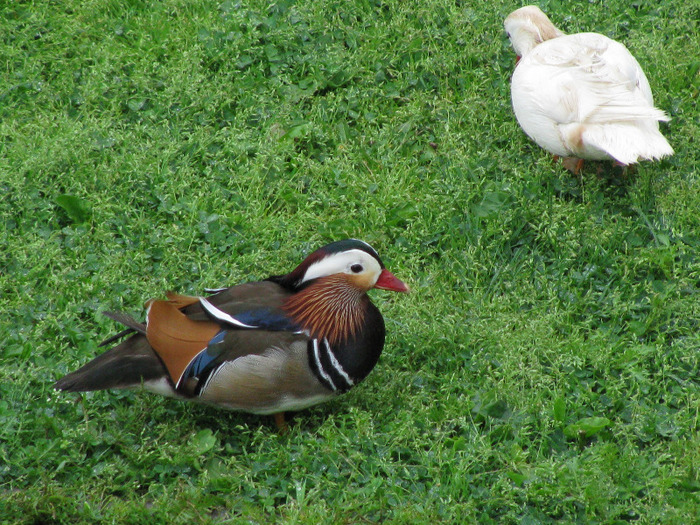 IMG_0040 - 04 -rate mandarin