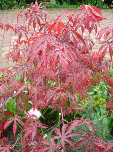 Acer palmatum Bloodgood (2011, May 08)