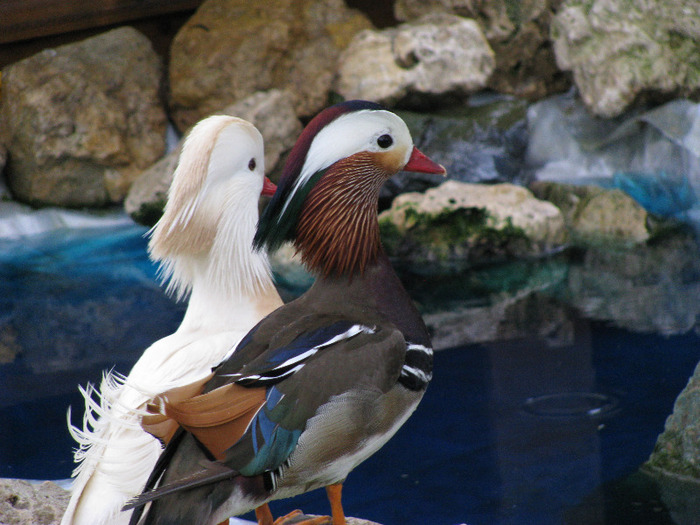 IMG_0115 - 04 -rate mandarin