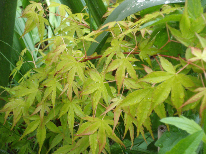 Acer palmatum Katsura (2011, May 08)