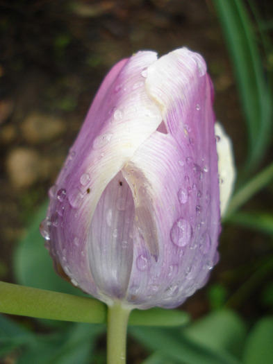 Tulipa Atlantis (2011, May 08) - Tulipa Atlantis