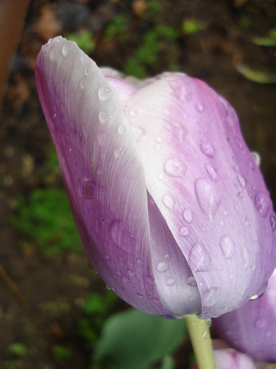 Tulipa Atlantis (2011, May 08)