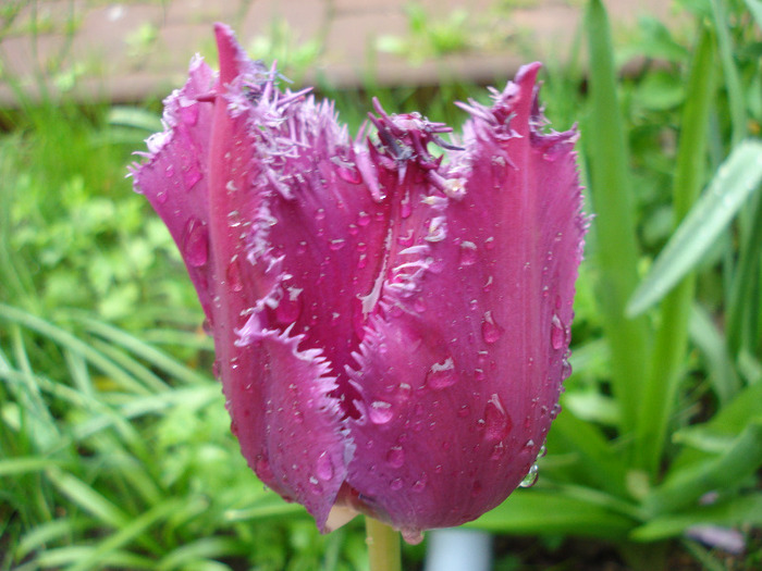 Tulipa Barbados (2011, May 08) - Tulipa Barbados