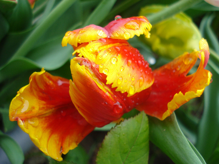 Tulipa Bright Parrot (2011, May 08) - Tulipa Bright Parrot