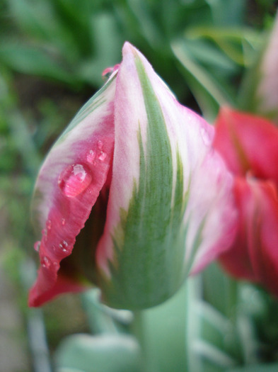 Tulipa Esperanto (2011, May 08) Tulipa Esperanto (2011, May 08)