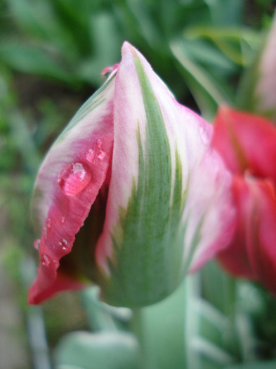 Tulipa Esperanto (2011, May 08)