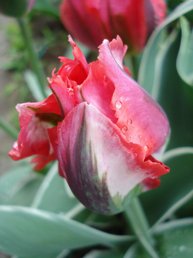 Tulipa Esperanto (2011, May 08)
