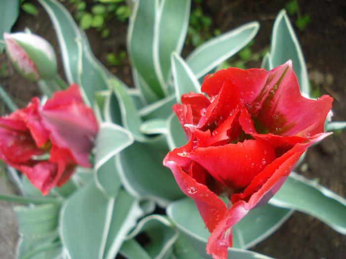 Tulipa Esperanto (2011, May 08)