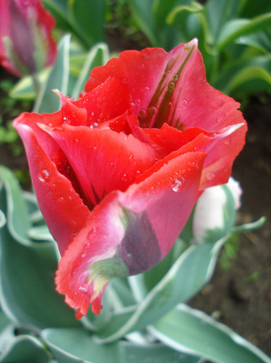 Tulipa Esperanto (2011, May 08)