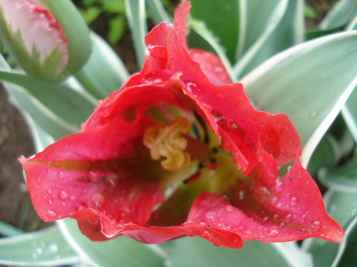 Tulipa Esperanto (2011, May 08) Tulipa Esperanto (2011, May 08)