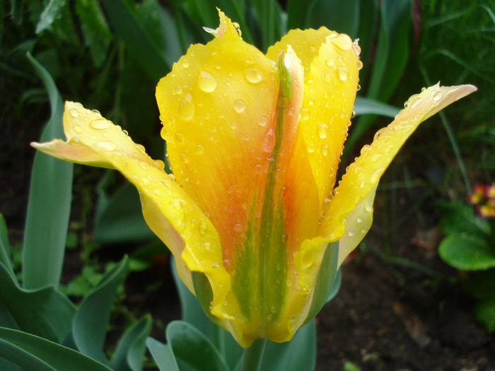 Tulipa Golden Artist (2011, May 08)