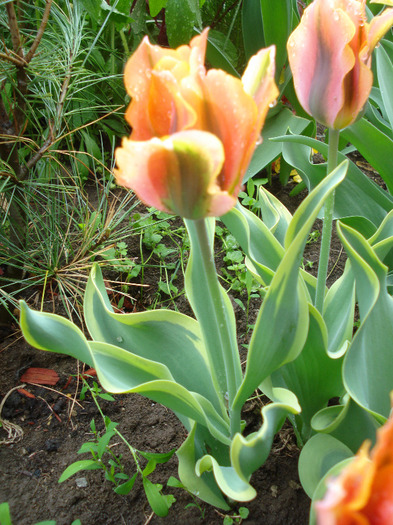 Tulipa Green River (2011, May 08)