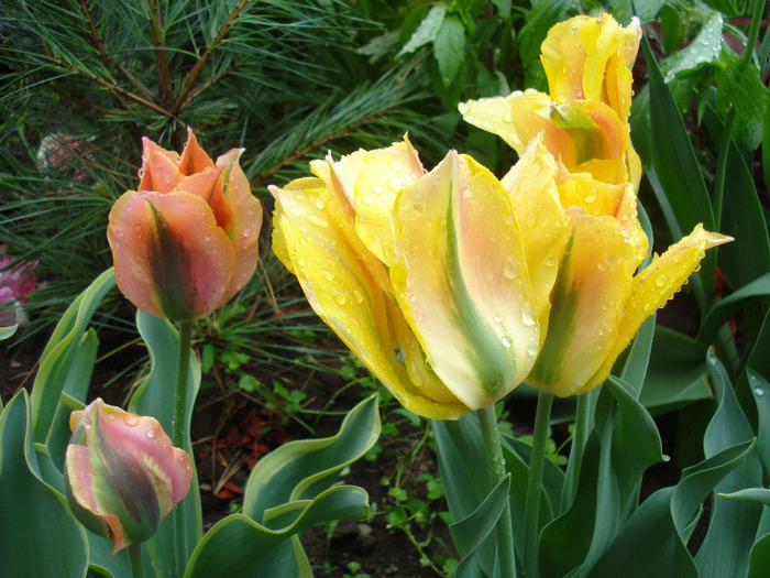 Green River & Golden Artist (2011, May 08) - Tulipa Green River