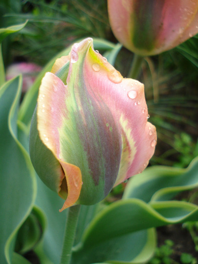 Tulipa Green River (2011, May 08) - Tulipa Green River