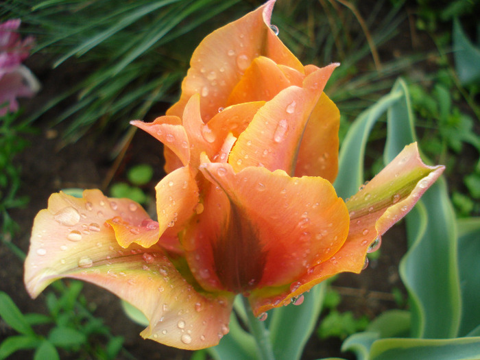 Tulipa Green River (2011, May 08) - Tulipa Green River