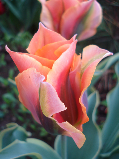 Tulipa Green River (2011, May 08)