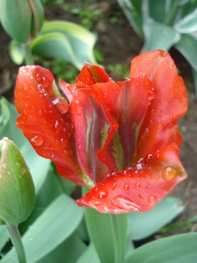 Tulipa Hollywood (2011, May 08)