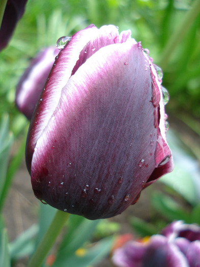 Tulipa Jackpot (2011, May 08) - Tulipa Jackpot
