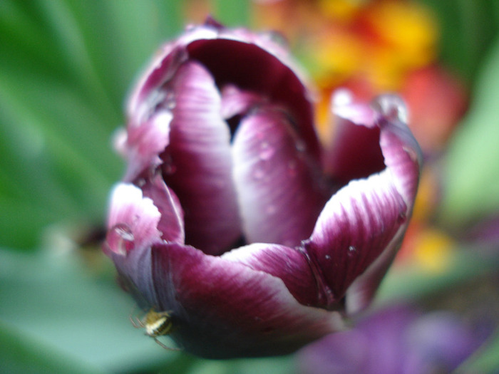 Tulipa Jackpot (2011, May 08) - Tulipa Jackpot