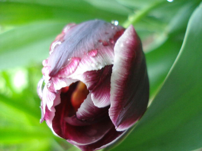 Tulipa Jackpot (2011, May 08)
