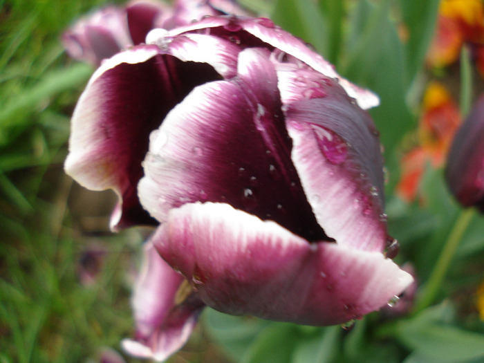 Tulipa Jackpot (2011, May 08)