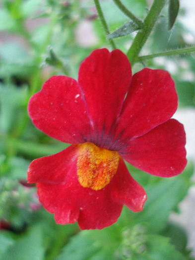 Sunsatia Cranberry (2011, May 08) - Nemesia Cranberry