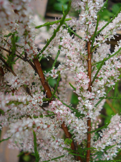 Tamarix tetranda (2011, May 08) - Tamarix tetranda