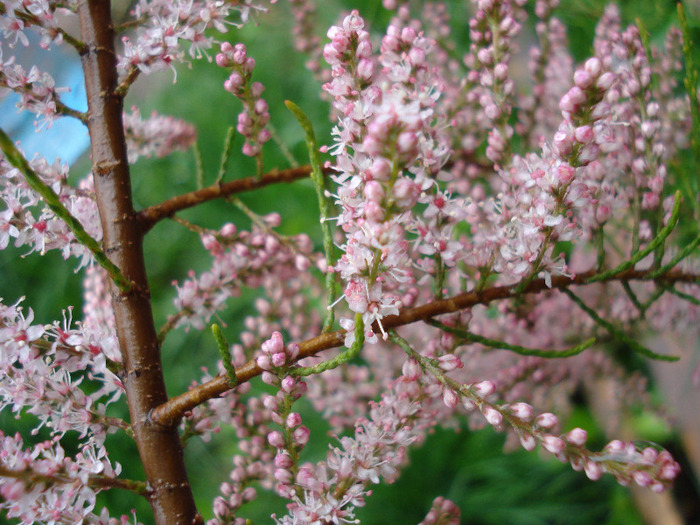 Tamarix tetranda (2011, May 08) - Tamarix tetranda