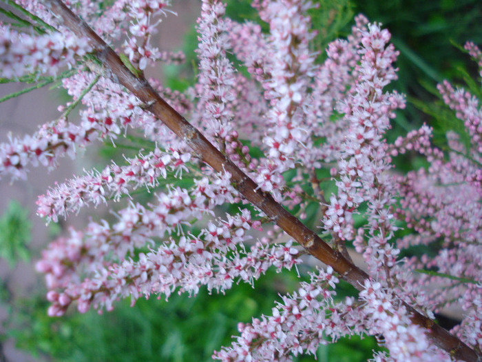 Tamarix tetranda (2011, May 08) - Tamarix tetranda